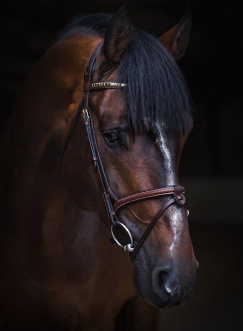 Hovedbilde California Hodelag