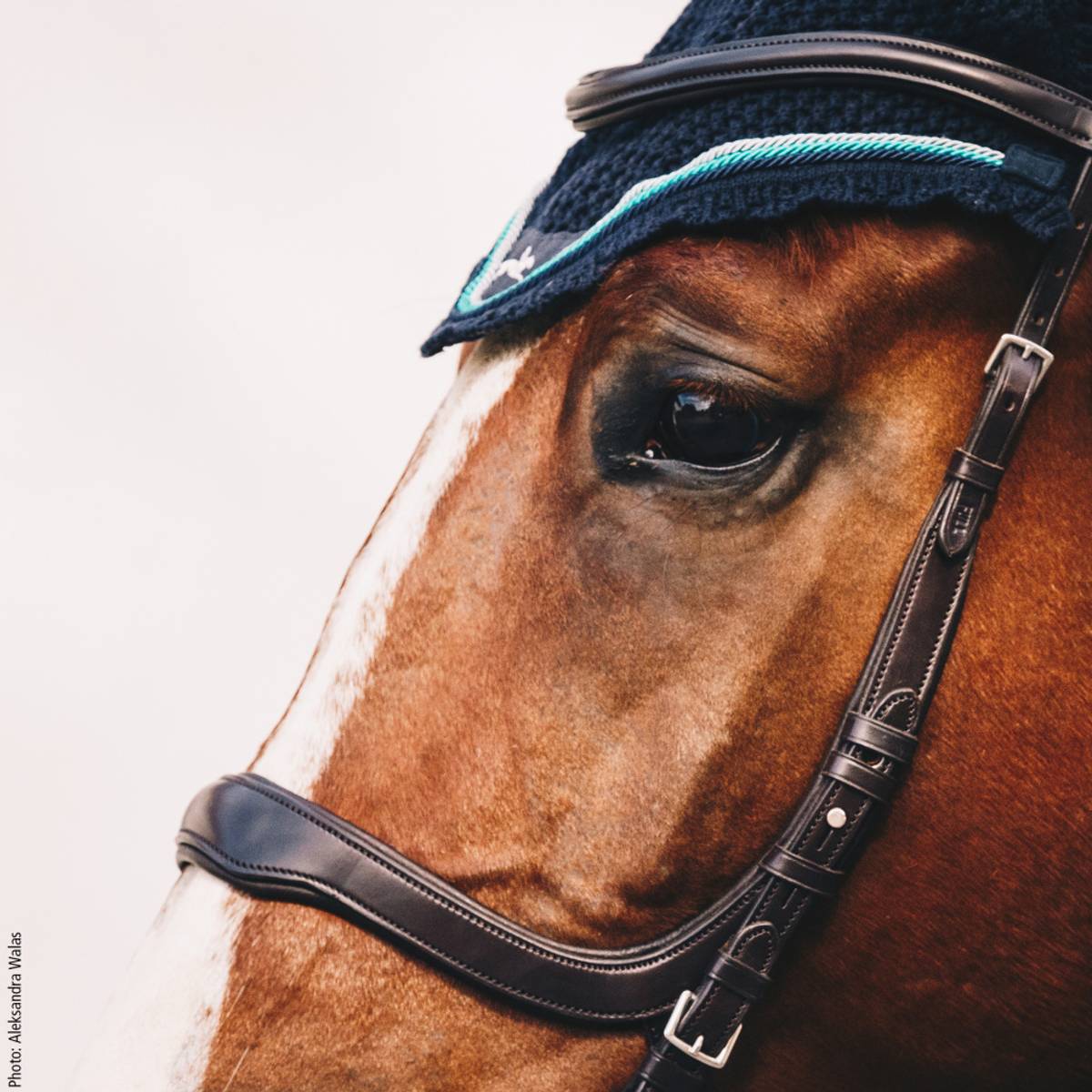 Schockemöhle Equitus Delta Anatomic Special Bridle Svart