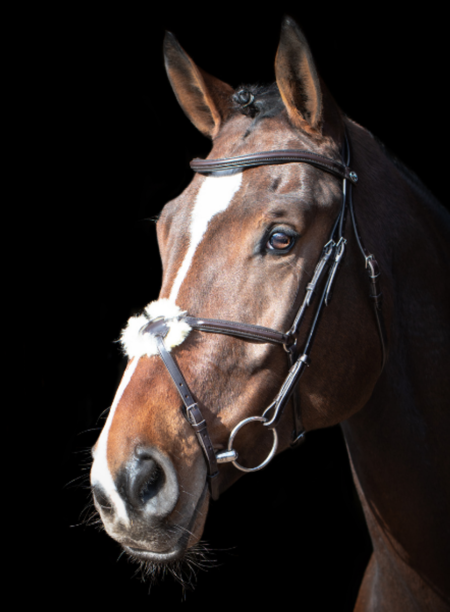 Schockemhle Auckland Classic Line Bridle Brun