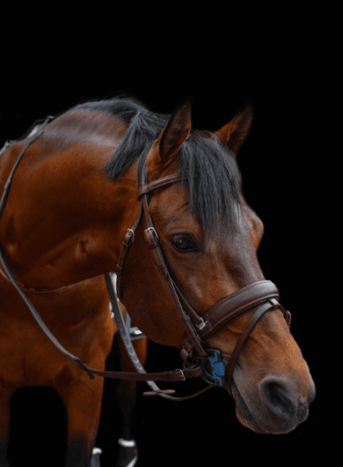 Hovedbilde Acavallo Filosofia Hodelag