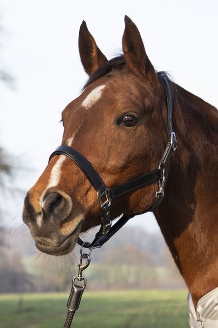 Hovedbilde HKM Lærgrime